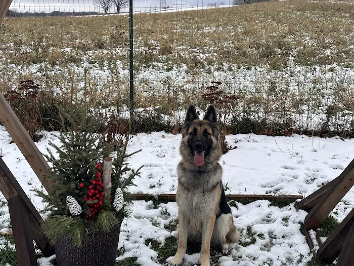 Fly Dog Parks 6
