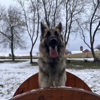 Fly Dog Parks ico