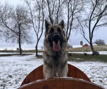 Fly Dog Parks