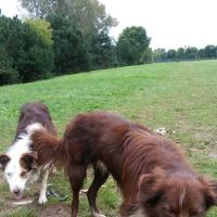 Sheboygan Dog Park ico