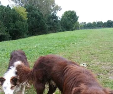 Sheboygan Dog Park