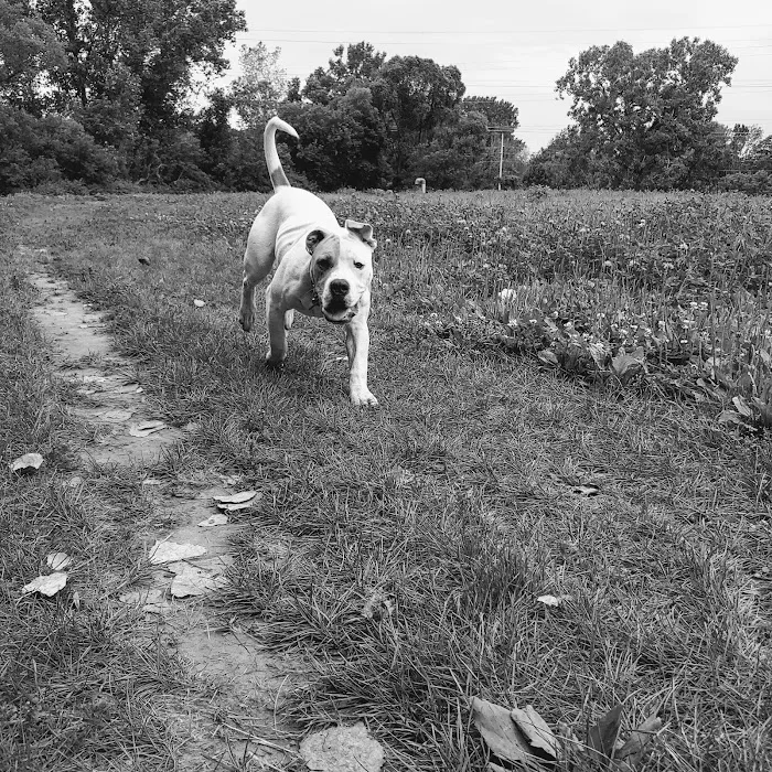 Sheboygan Dog Park 7