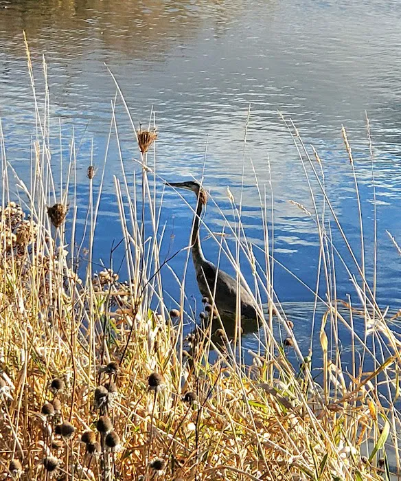 Beaver Dam Big Dog Park 5