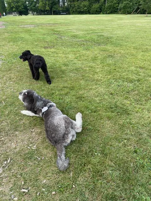 FIDO Dog Park 2