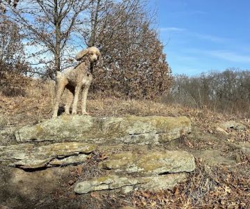 Prairie Moraine Dog Park