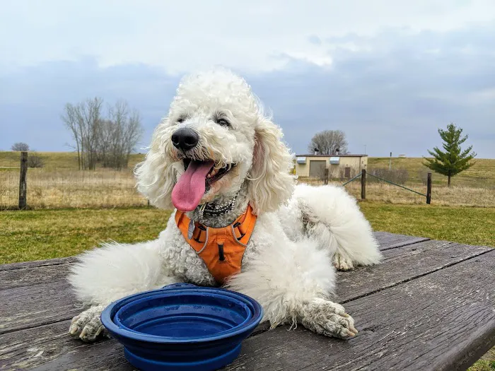 Badger Prairie Dog Park 4