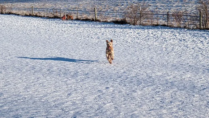 Badger Prairie Dog Park 2