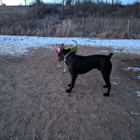Badger Prairie Dog Park ico