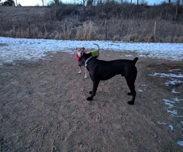 Badger Prairie Dog Park