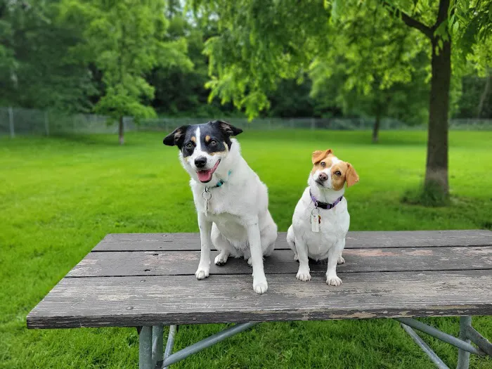 Walnut Grove Park Dog Park 2