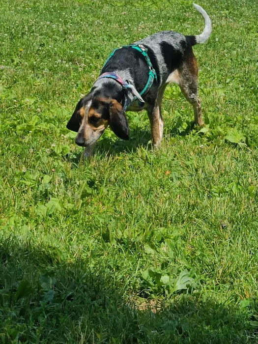 Walnut Grove Park Dog Park 1