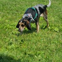 Walnut Grove Park Dog Park ico