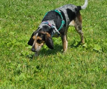 Walnut Grove Park Dog Park