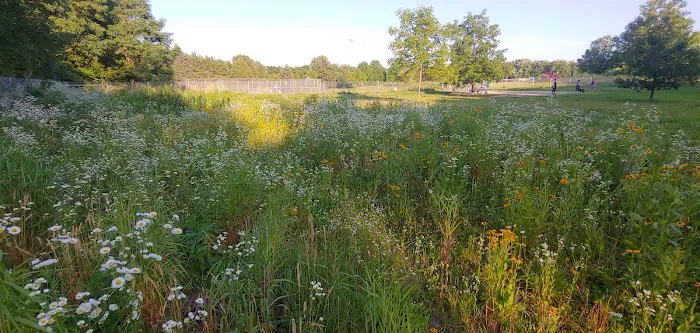 Walnut Grove Park Dog Park 7