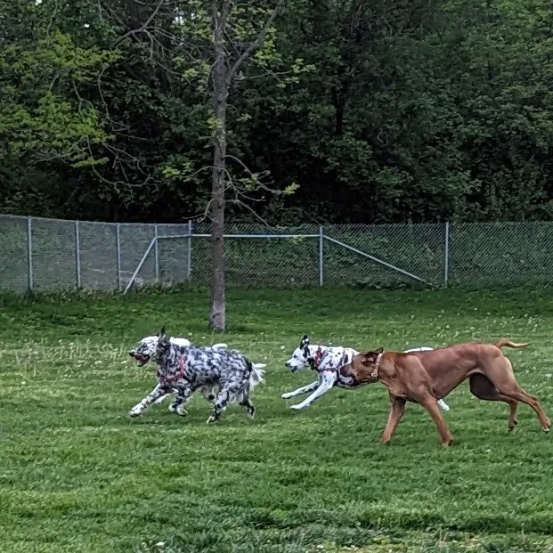 Walnut Grove Park Dog Park 4