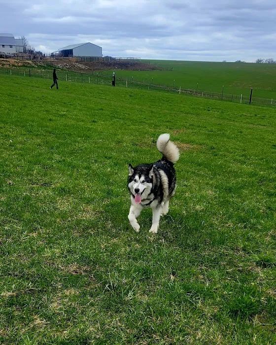 Dairy Ridge Dog Run 7