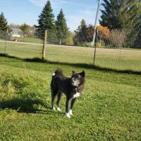 Dairy Ridge Dog Run ico