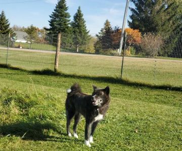 Dairy Ridge Dog Run