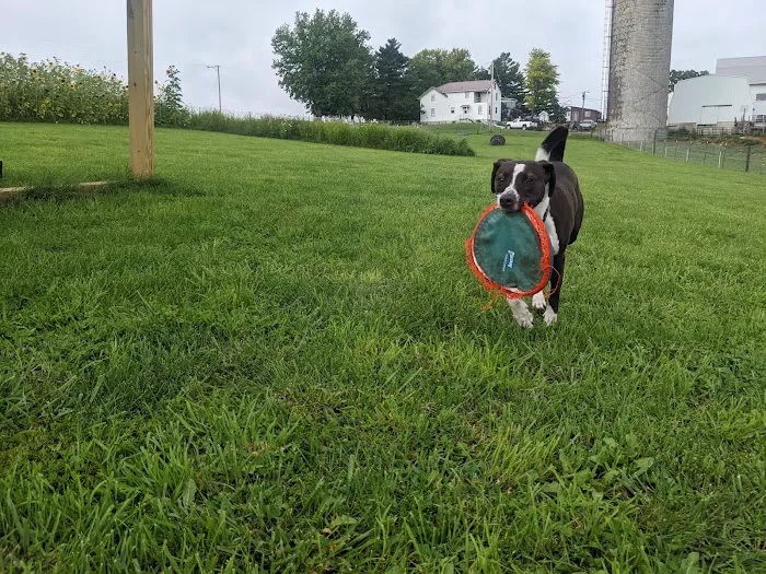 Dairy Ridge Dog Run 9
