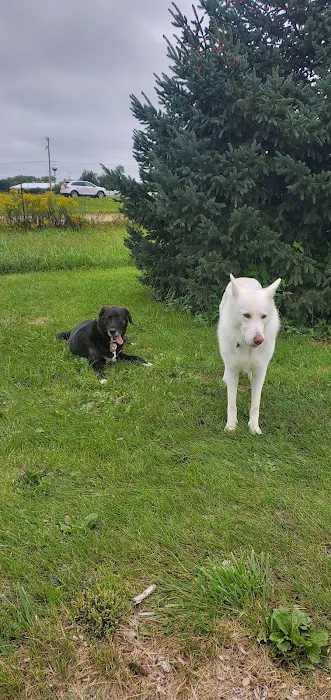 Yahara Heights Dog Park 9