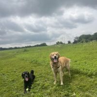 MRD Dog Exercise Area ico