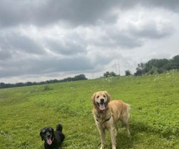 MRD Dog Exercise Area