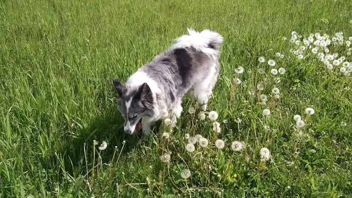 MRD Dog Exercise Area 4