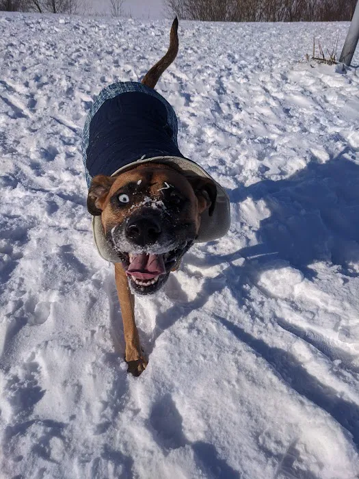 MRD Dog Exercise Area 6