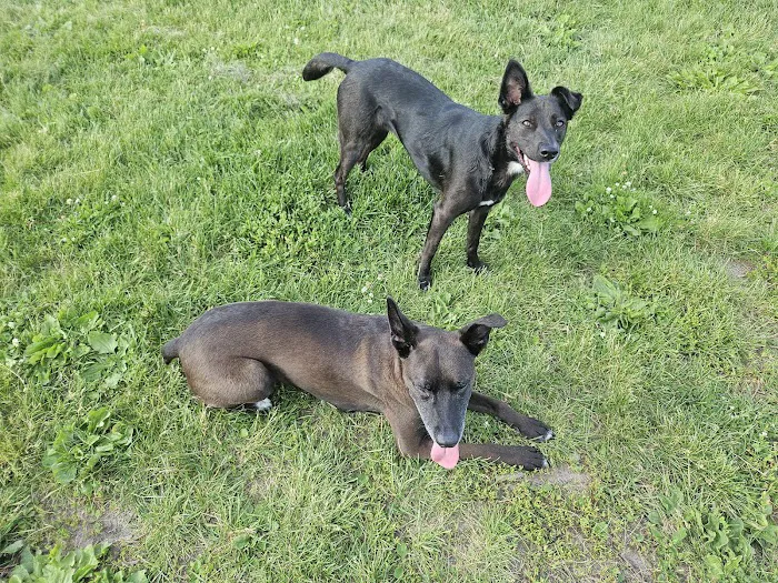 Penni Klein Dog Exercise Area 4