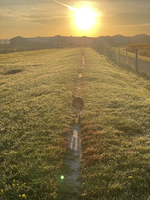 Penni Klein Dog Exercise Area 3