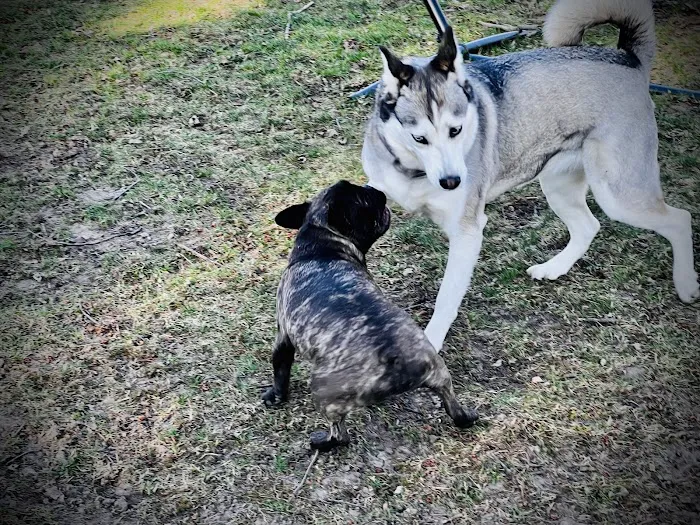 Penni Klein Dog Exercise Area 1