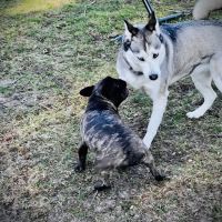 Penni Klein Dog Exercise Area ico