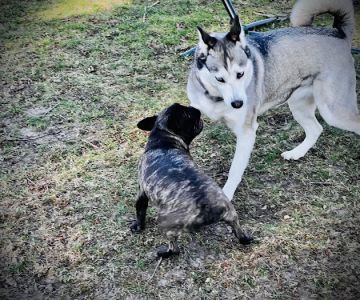 Penni Klein Dog Exercise Area