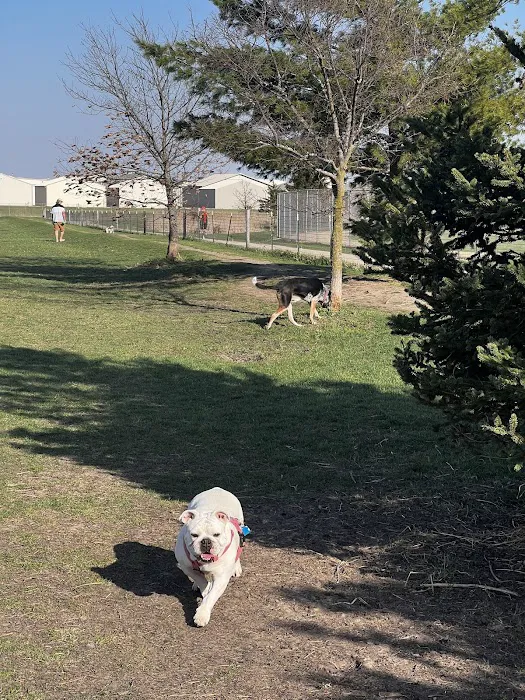 Penni Klein Dog Exercise Area 8