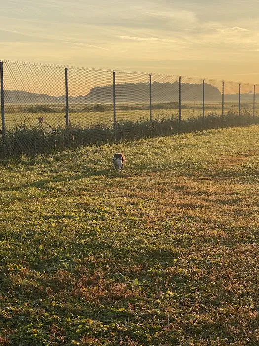 Penni Klein Dog Exercise Area 9