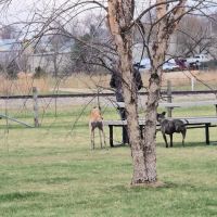 Marvin & Marie Schweers Dog Park ico