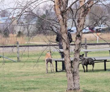 Marvin & Marie Schweers Dog Park