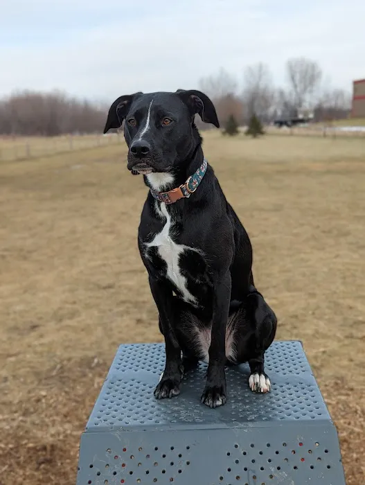 Marvin & Marie Schweers Dog Park 9
