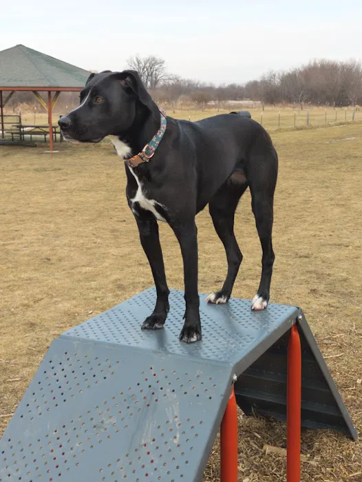 Marvin & Marie Schweers Dog Park 5