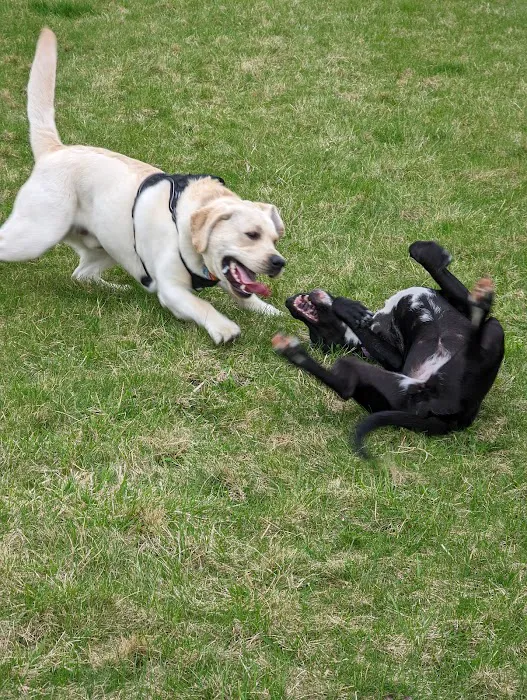 Marvin & Marie Schweers Dog Park 6