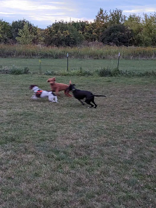 Marvin & Marie Schweers Dog Park 8