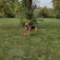 River Run Dog Park ico