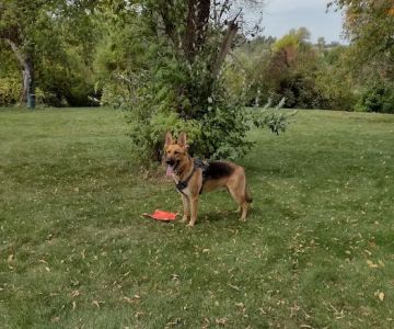 River Run Dog Park
