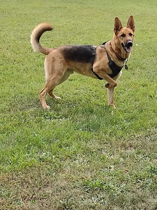 River Run Dog Park 2