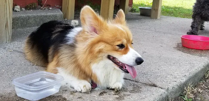 Ripon Dog Park 5