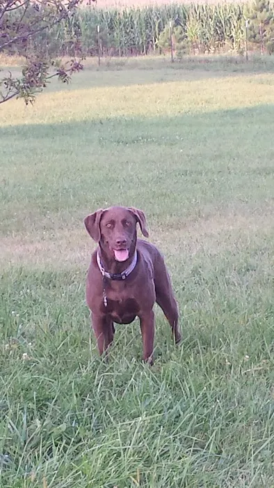 Ripon Dog Park 8