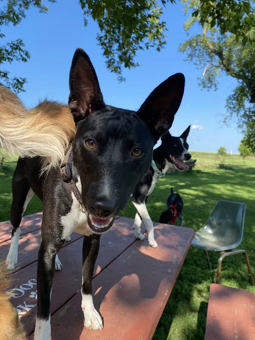 Ripon Dog Park 2