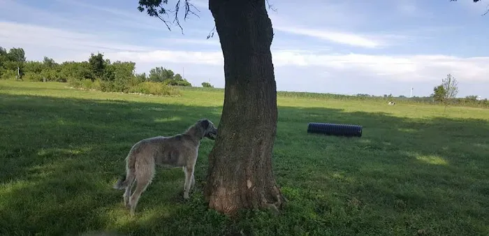 Ripon Dog Park 4