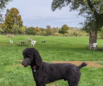 Ripon Dog Park