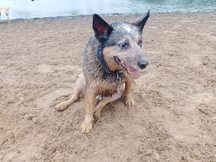 Best Friends Dog Park 3